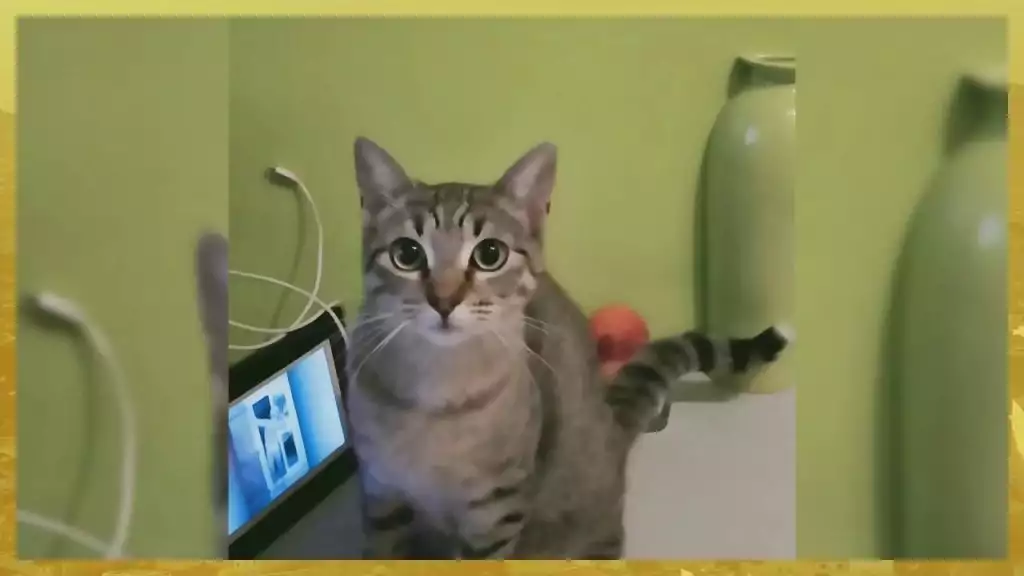 Plus belle la vie La véritable histoire du chat de Mathis ! Plus belle la vie La véritable histoire du chat de Mathis !